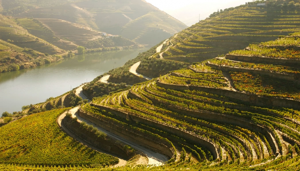 Cosa dona il sapore al vino? Il sale.